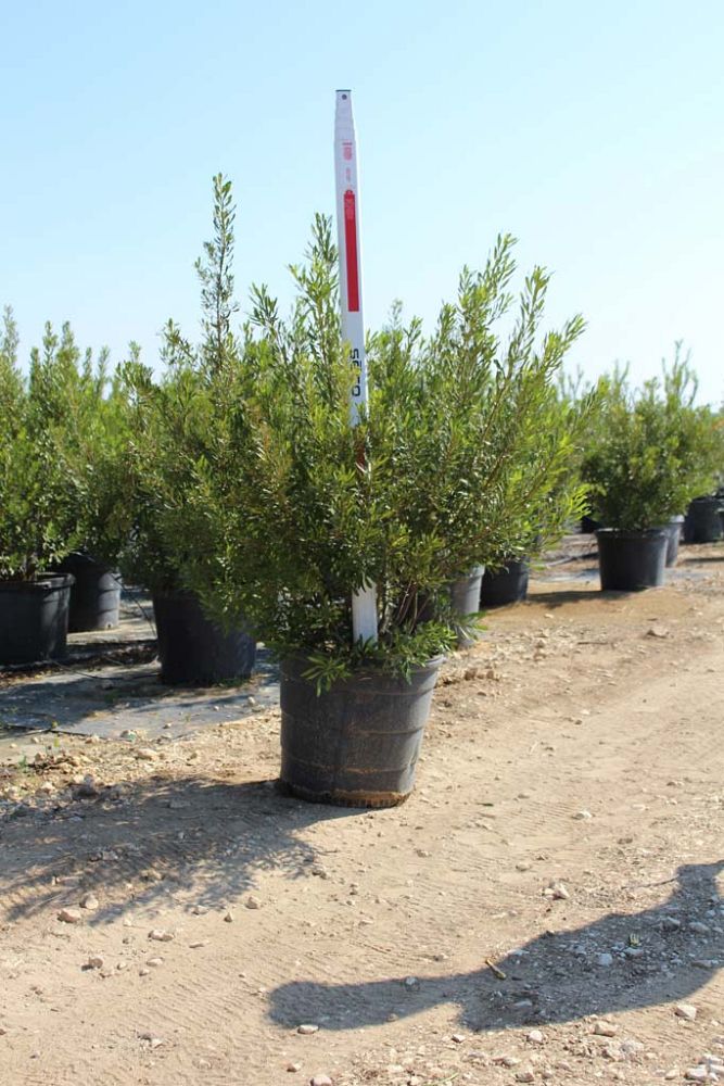 myrica-cerifera-southern-wax-myrtle-southern-bayberry-morella-cerifera