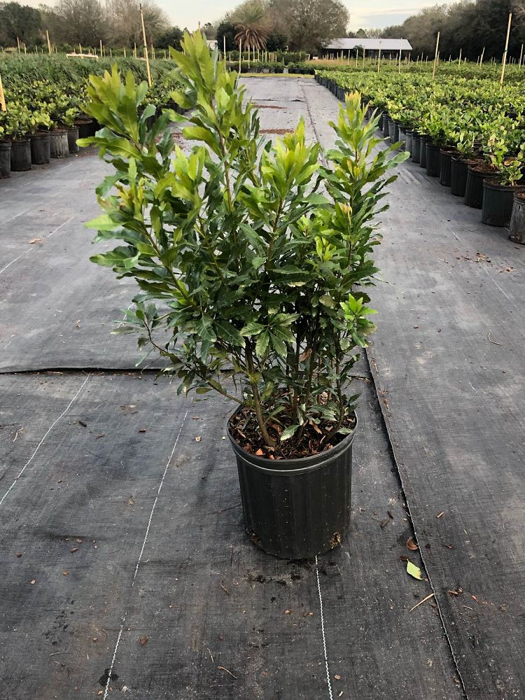 myrica-cerifera-southern-wax-myrtle-southern-bayberry-morella-cerifera
