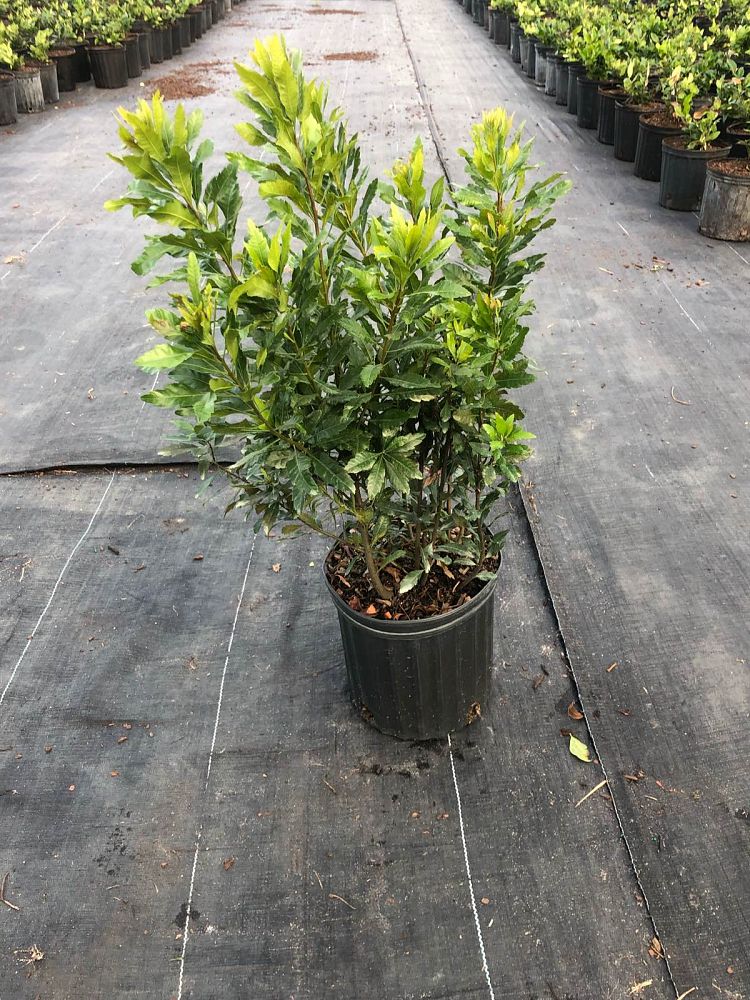myrica-cerifera-southern-wax-myrtle-southern-bayberry-morella-cerifera