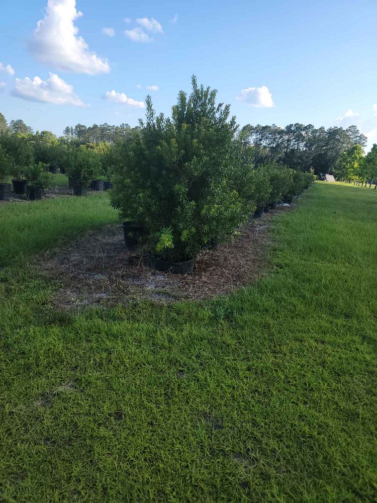 myrica-cerifera-southern-wax-myrtle-southern-bayberry-morella-cerifera