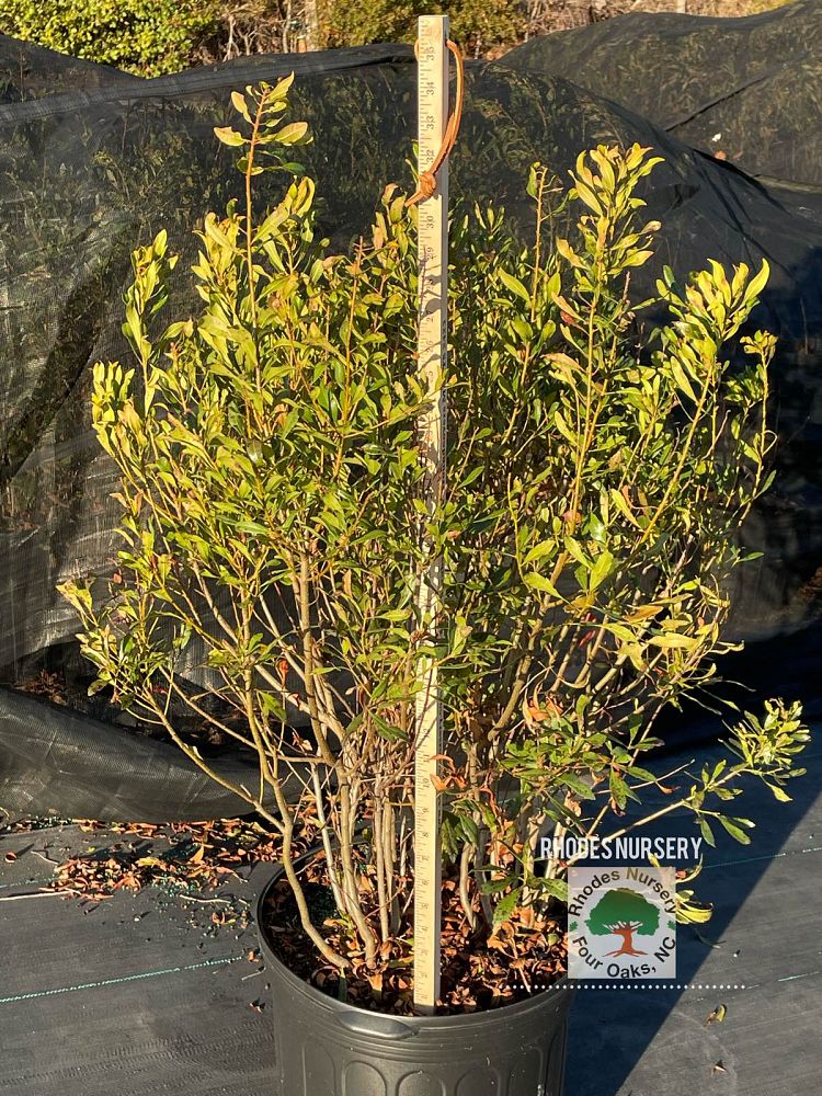 myrica-cerifera-southern-wax-myrtle-southern-bayberry-morella-cerifera