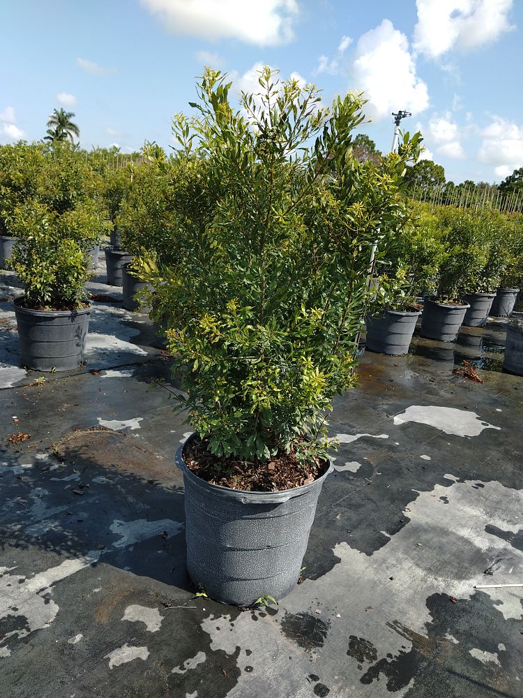 myrica-cerifera-southern-wax-myrtle-southern-bayberry-morella-cerifera