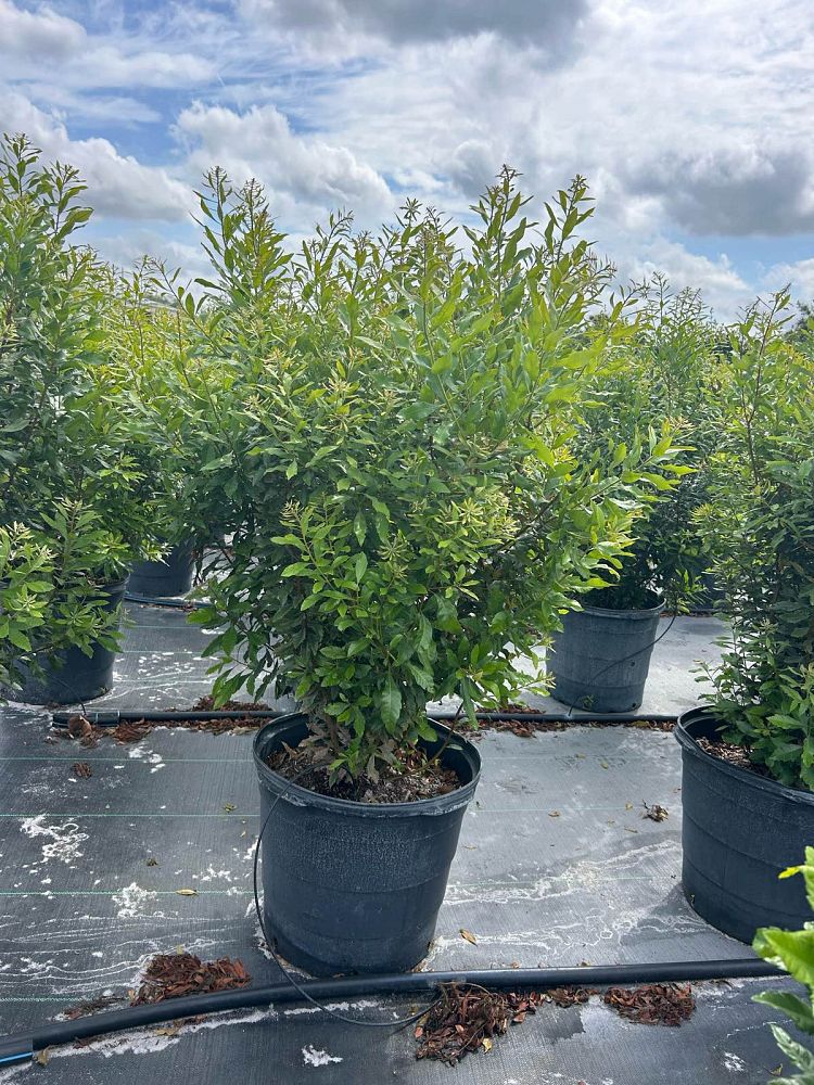 myrica-cerifera-southern-wax-myrtle-southern-bayberry-morella-cerifera