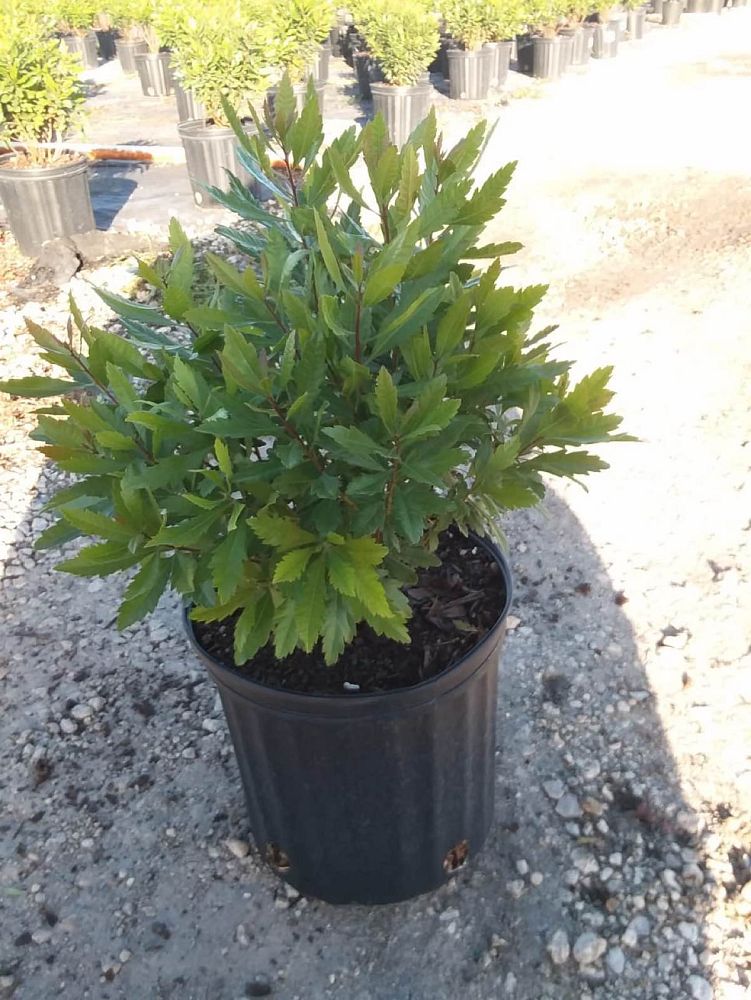 myrica-cerifera-southern-wax-myrtle-southern-bayberry-morella-cerifera