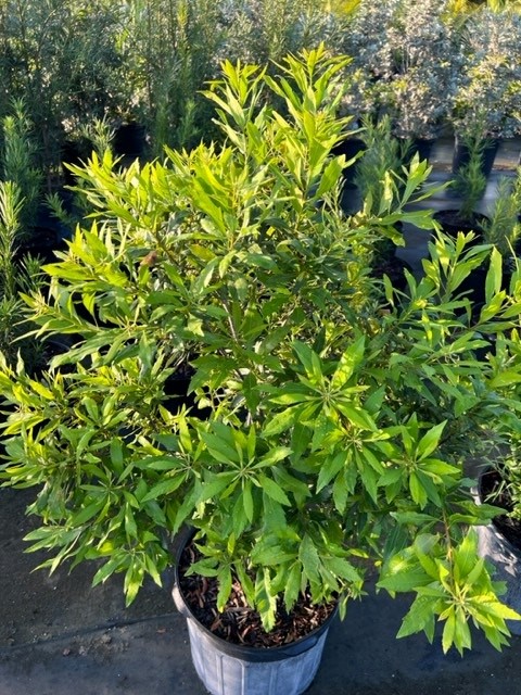 myrica-cerifera-southern-wax-myrtle-southern-bayberry-morella-cerifera