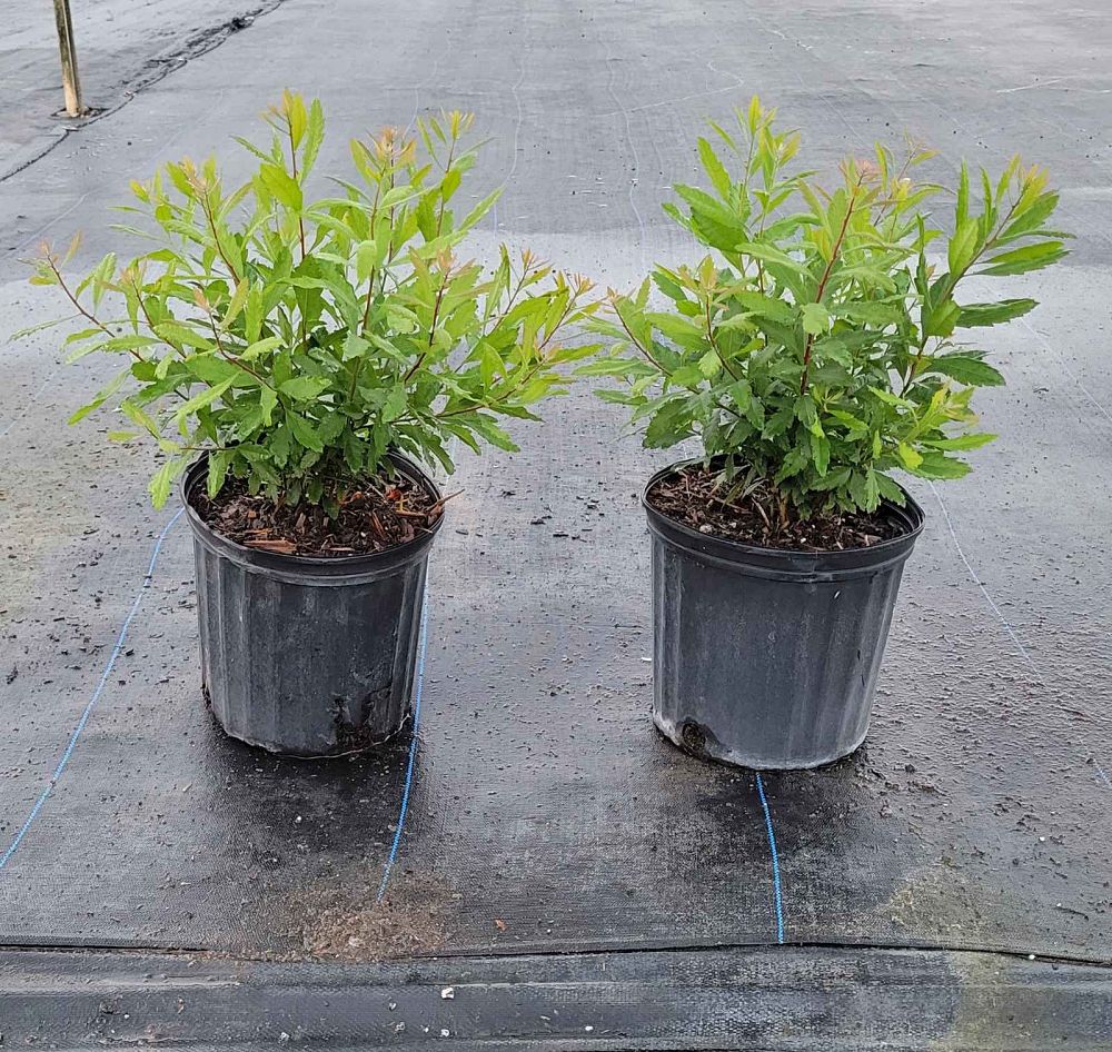 myrica-cerifera-southern-wax-myrtle-southern-bayberry-morella-cerifera