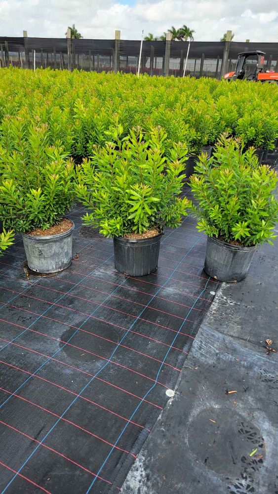 myrica-cerifera-southern-wax-myrtle-southern-bayberry-morella-cerifera