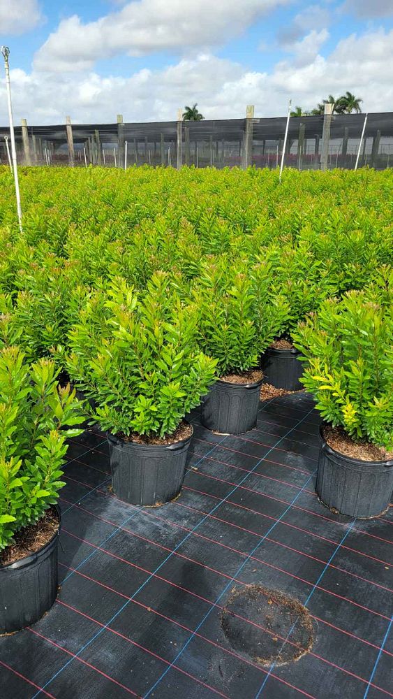 myrica-cerifera-southern-wax-myrtle-southern-bayberry-morella-cerifera