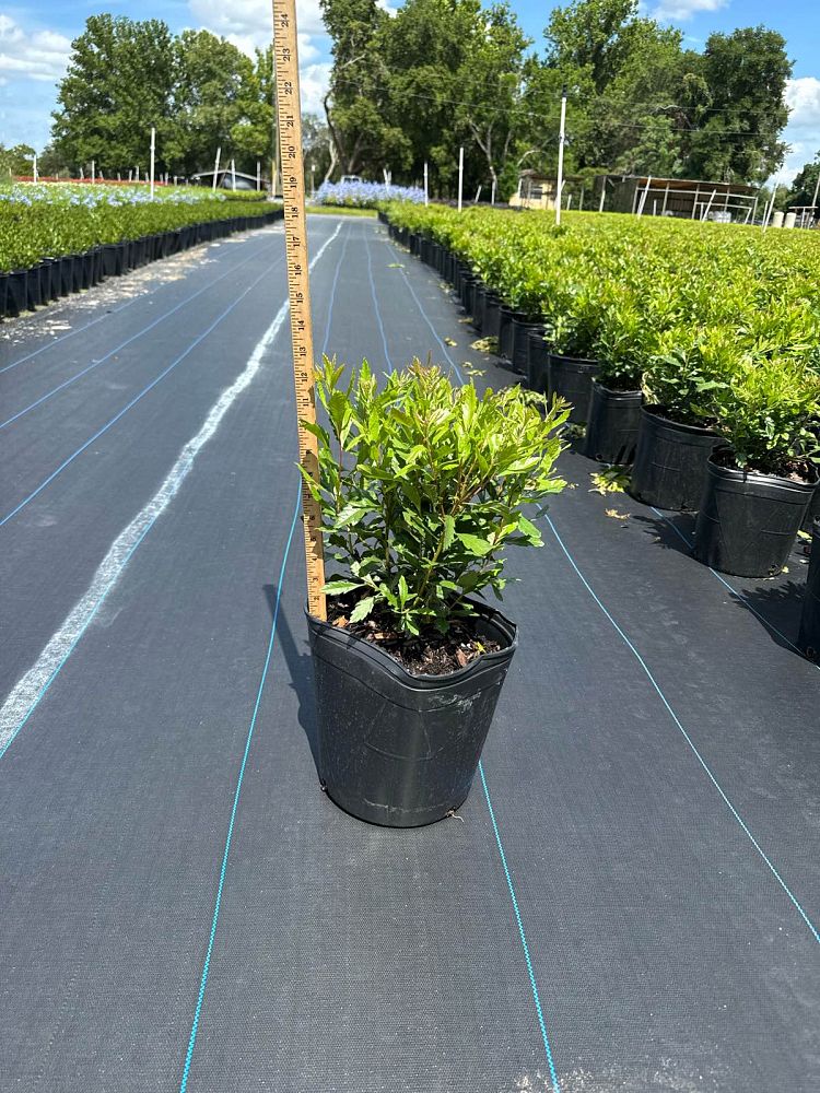 myrica-cerifera-southern-wax-myrtle-southern-bayberry-morella-cerifera