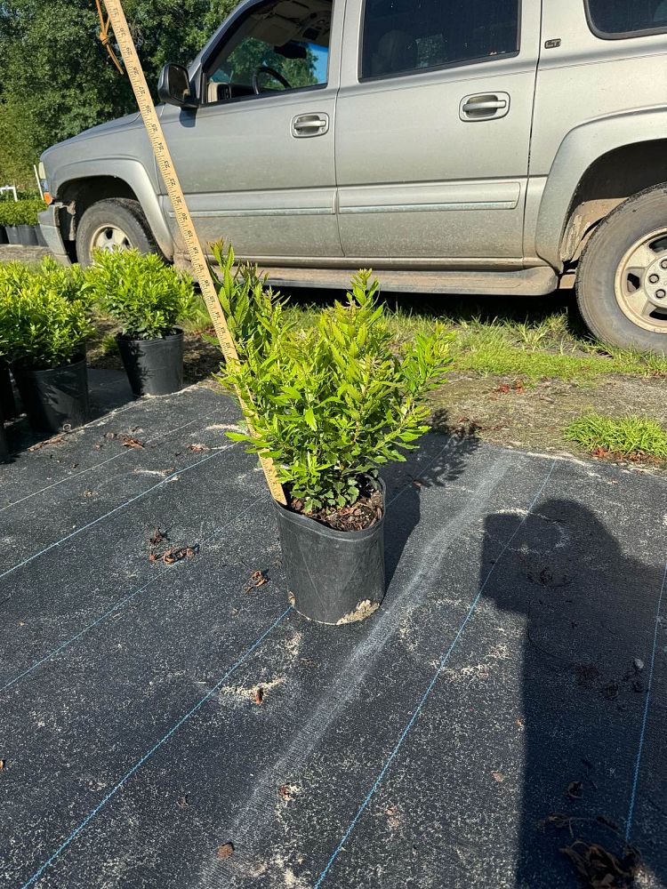 myrica-cerifera-southern-wax-myrtle-southern-bayberry-morella-cerifera