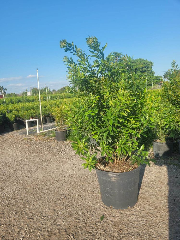 myrica-cerifera-southern-wax-myrtle-southern-bayberry-morella-cerifera