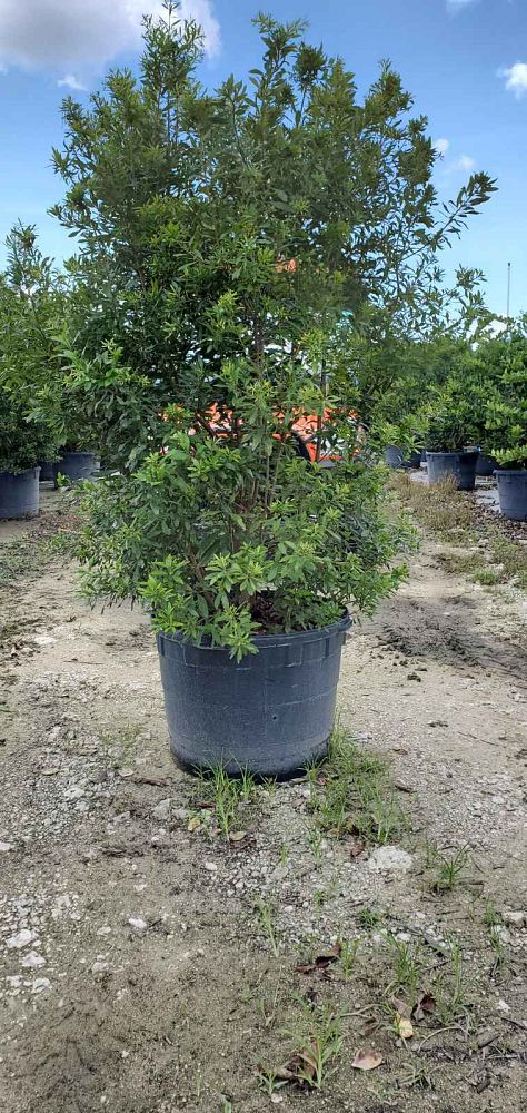 myrica-cerifera-southern-wax-myrtle-southern-bayberry-morella-cerifera