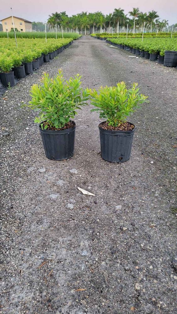 myrica-cerifera-southern-wax-myrtle-southern-bayberry-morella-cerifera