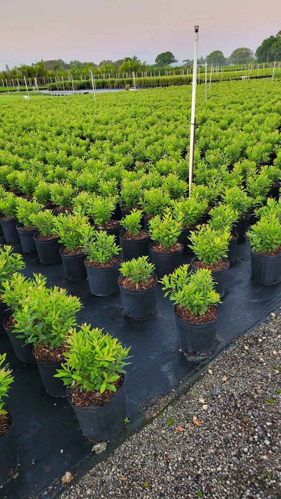 myrica-cerifera-southern-wax-myrtle-southern-bayberry-morella-cerifera