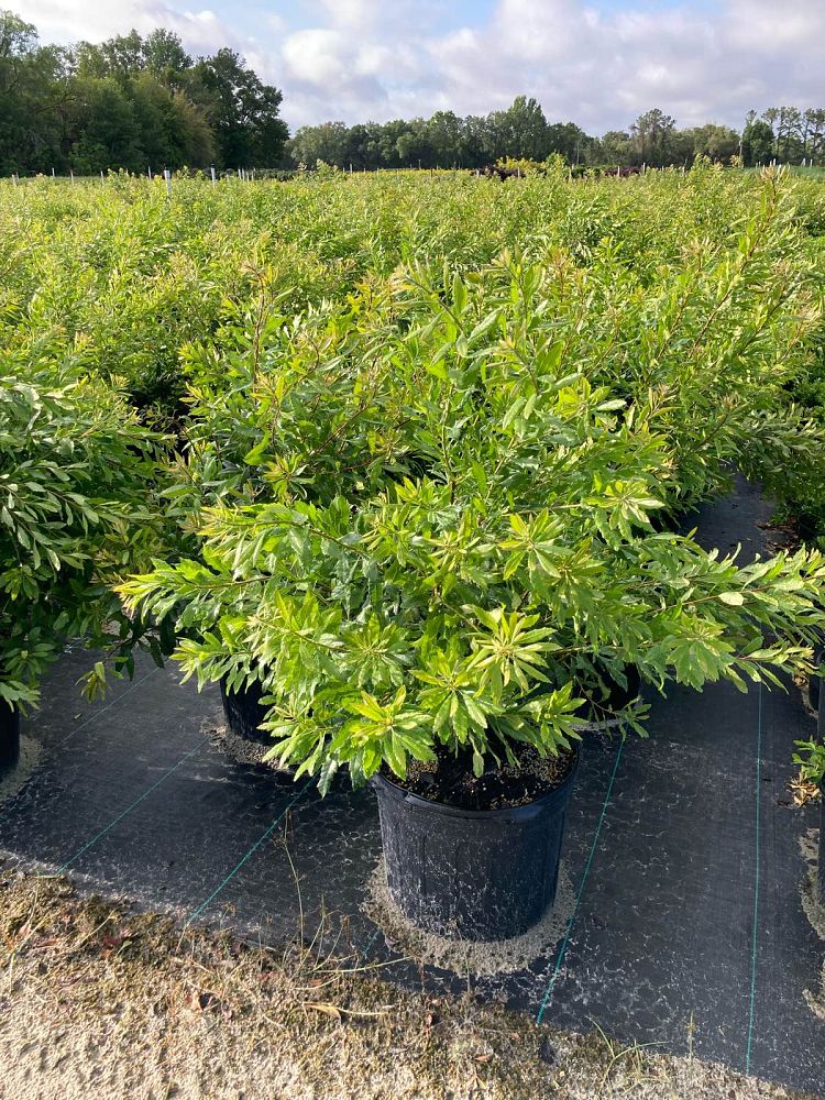 myrica-cerifera-southern-wax-myrtle-southern-bayberry-morella-cerifera