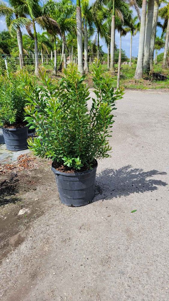 myrica-cerifera-southern-wax-myrtle-southern-bayberry-morella-cerifera