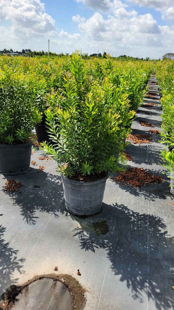 myrica-cerifera-southern-wax-myrtle-southern-bayberry-morella-cerifera