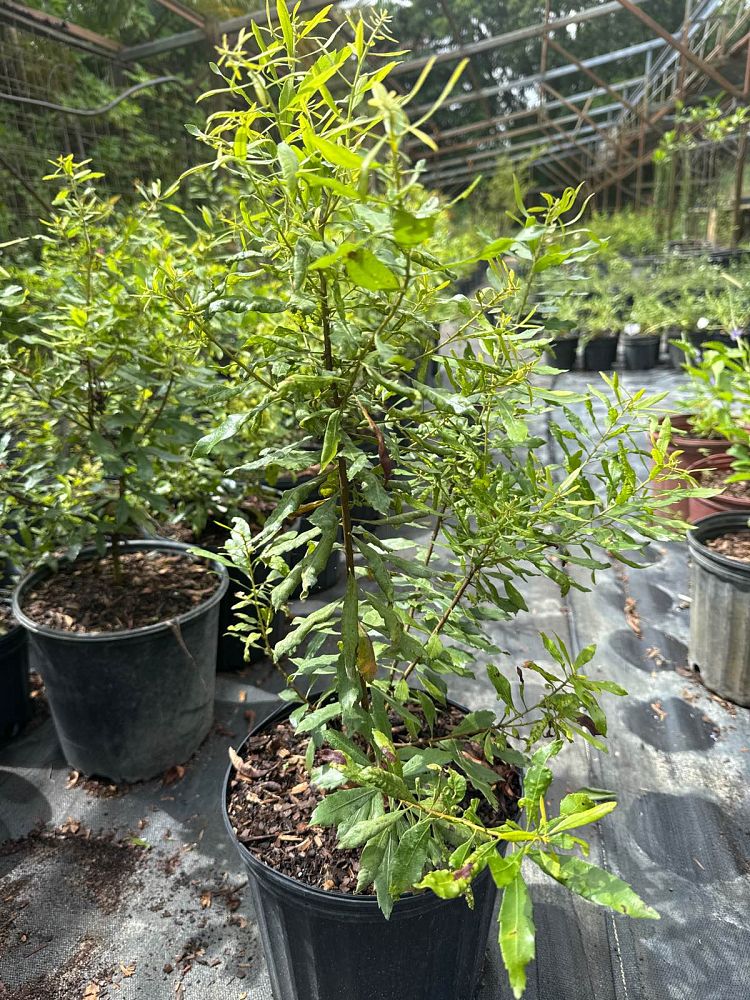 myrica-cerifera-southern-wax-myrtle-southern-bayberry-morella-cerifera