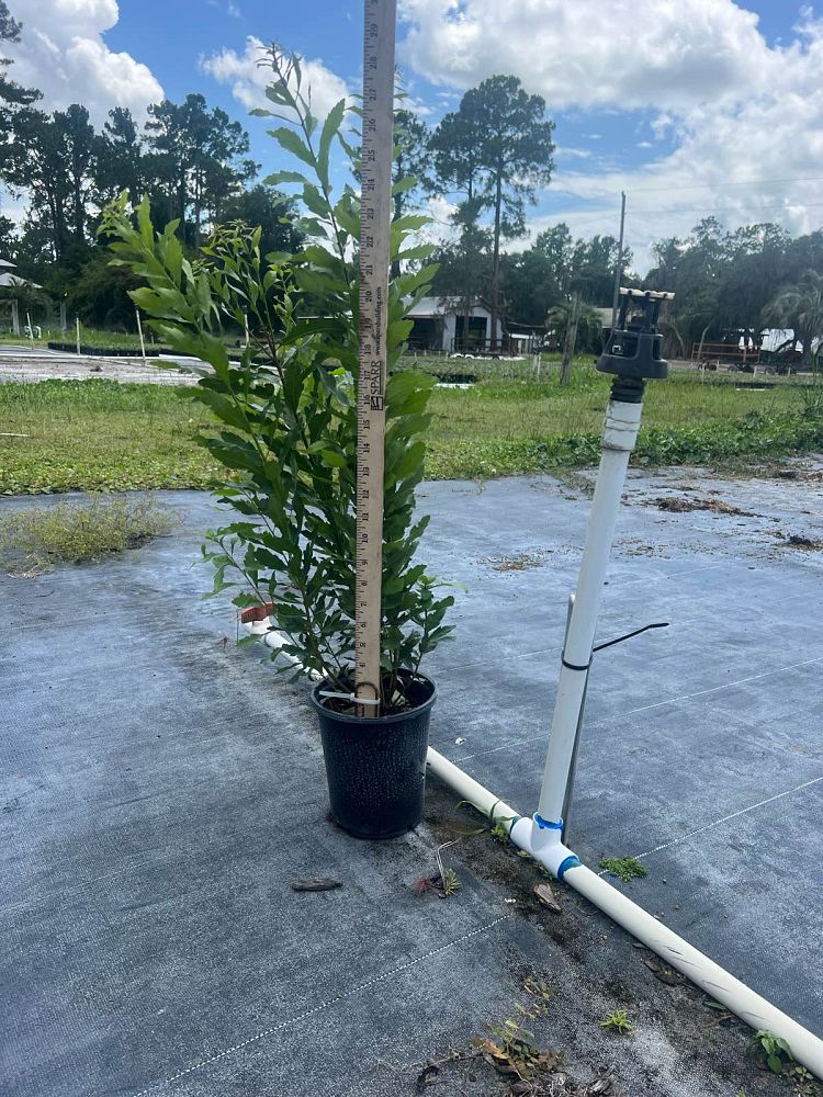 myrica-cerifera-southern-wax-myrtle-southern-bayberry-morella-cerifera