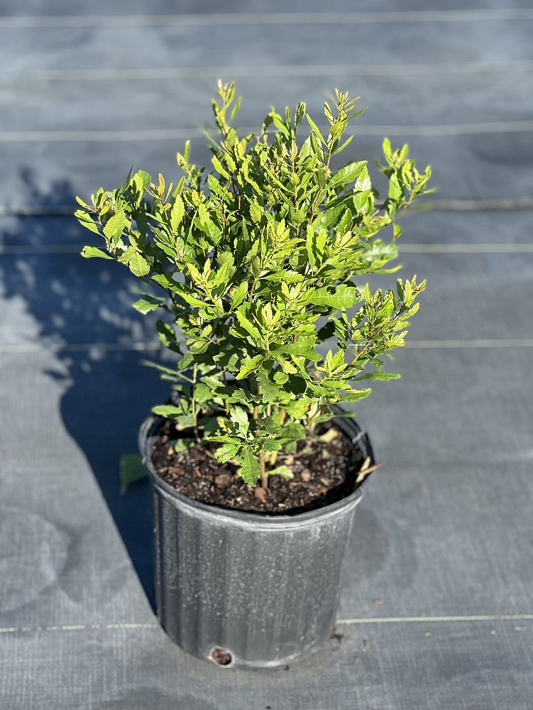 myrica-cerifera-southern-wax-myrtle-southern-bayberry-morella-cerifera