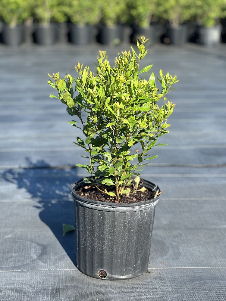 myrica-cerifera-southern-wax-myrtle-southern-bayberry-morella-cerifera