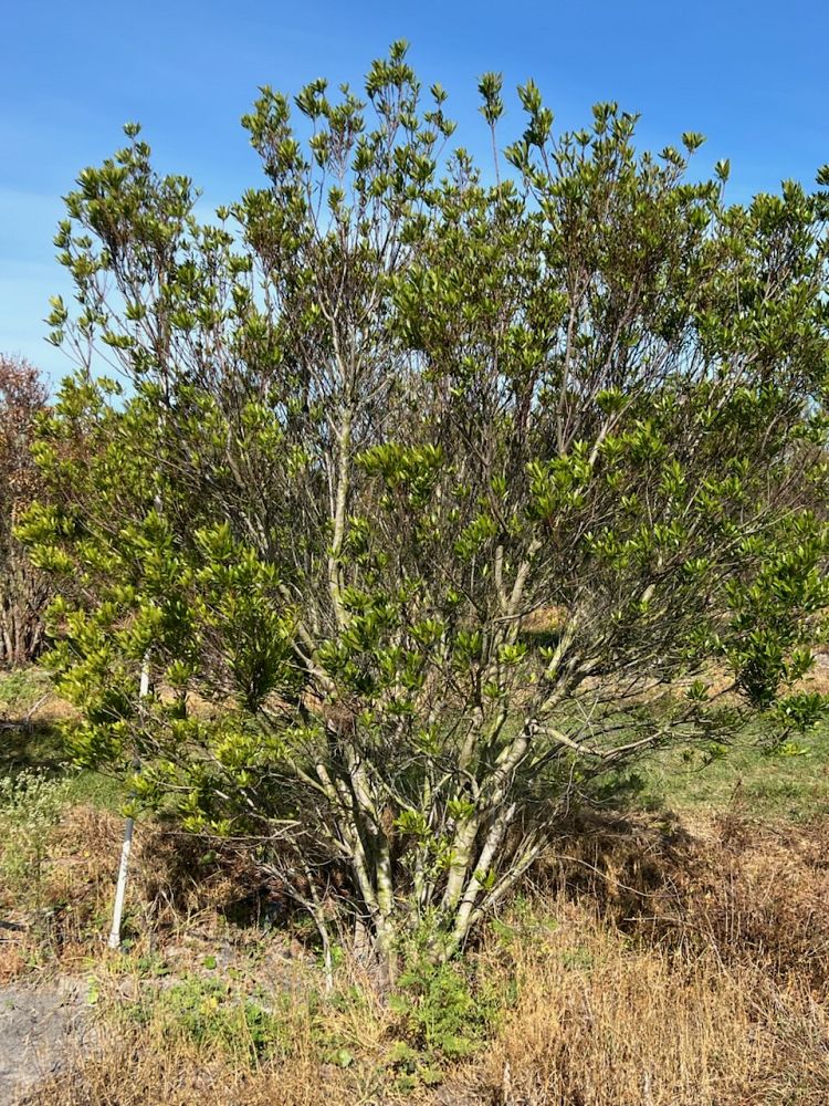 myrica-cerifera-southern-wax-myrtle-southern-bayberry-morella-cerifera