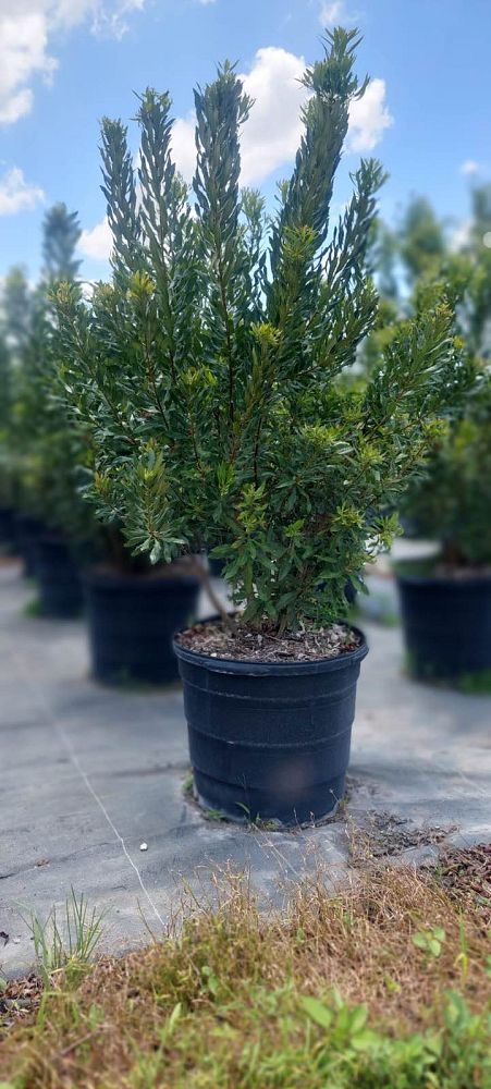 myrica-cerifera-southern-wax-myrtle-southern-bayberry-morella-cerifera