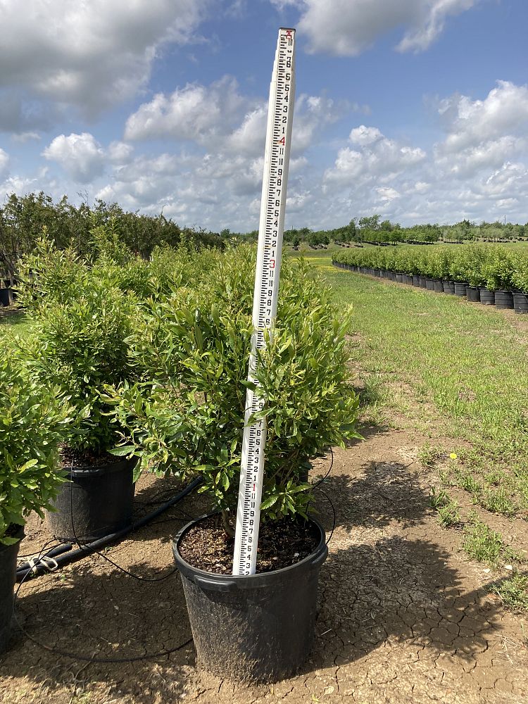 myrica-cerifera-southern-wax-myrtle-southern-bayberry-morella-cerifera