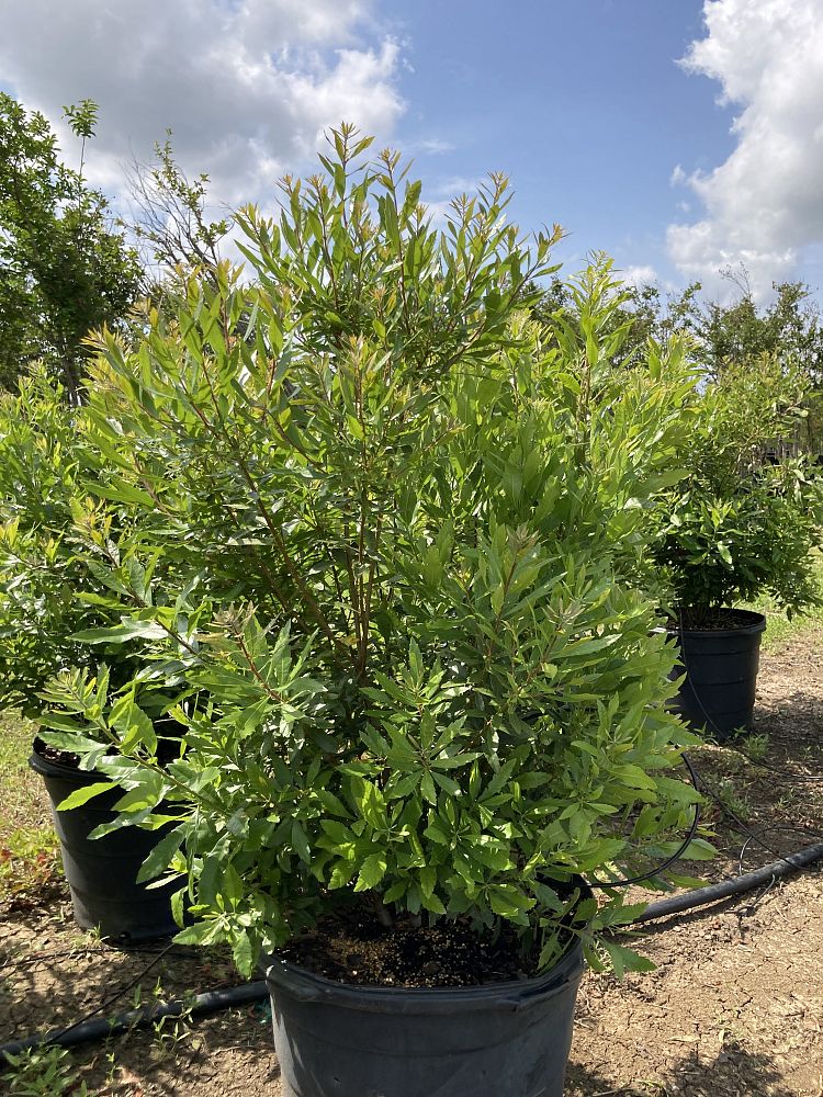 myrica-cerifera-southern-wax-myrtle-southern-bayberry-morella-cerifera