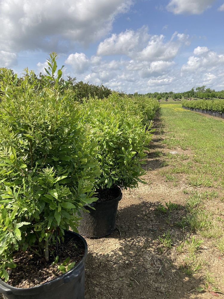 myrica-cerifera-southern-wax-myrtle-southern-bayberry-morella-cerifera