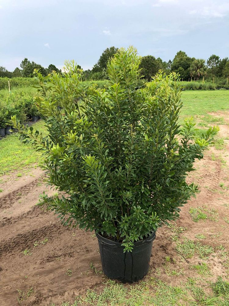 myrica-cerifera-southern-wax-myrtle-southern-bayberry-morella-cerifera