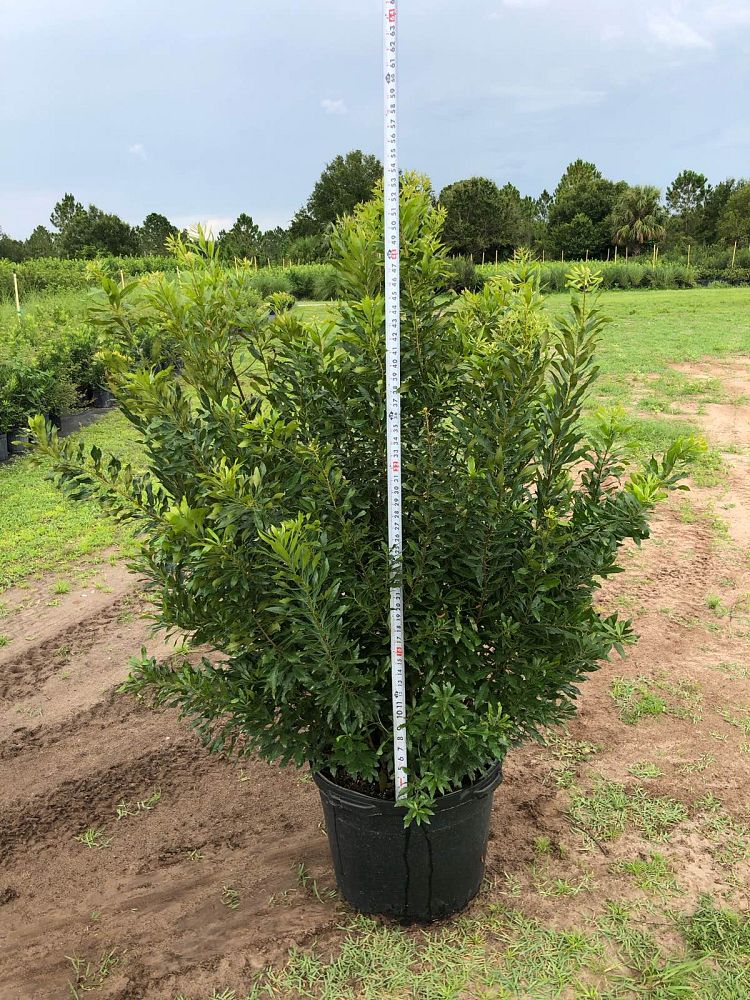 myrica-cerifera-southern-wax-myrtle-southern-bayberry-morella-cerifera
