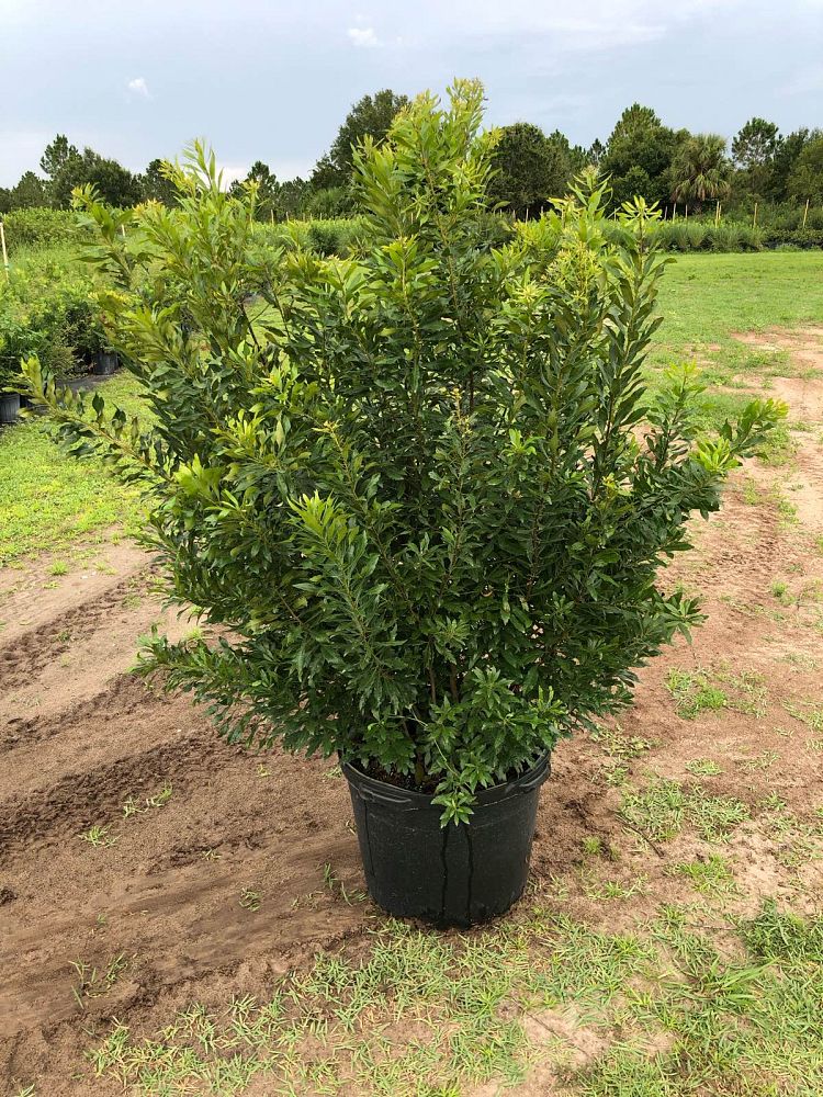 myrica-cerifera-southern-wax-myrtle-southern-bayberry-morella-cerifera