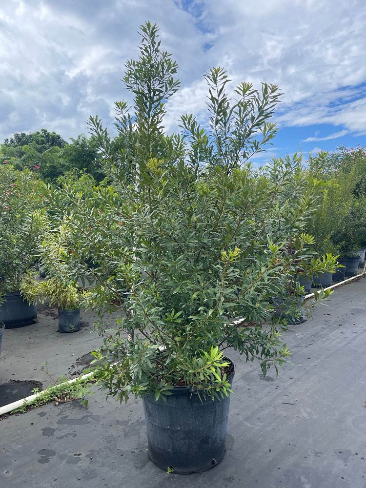 myrica-cerifera-southern-wax-myrtle-southern-bayberry-morella-cerifera