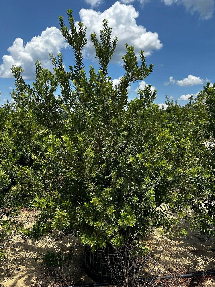 myrica-cerifera-southern-wax-myrtle-southern-bayberry-morella-cerifera
