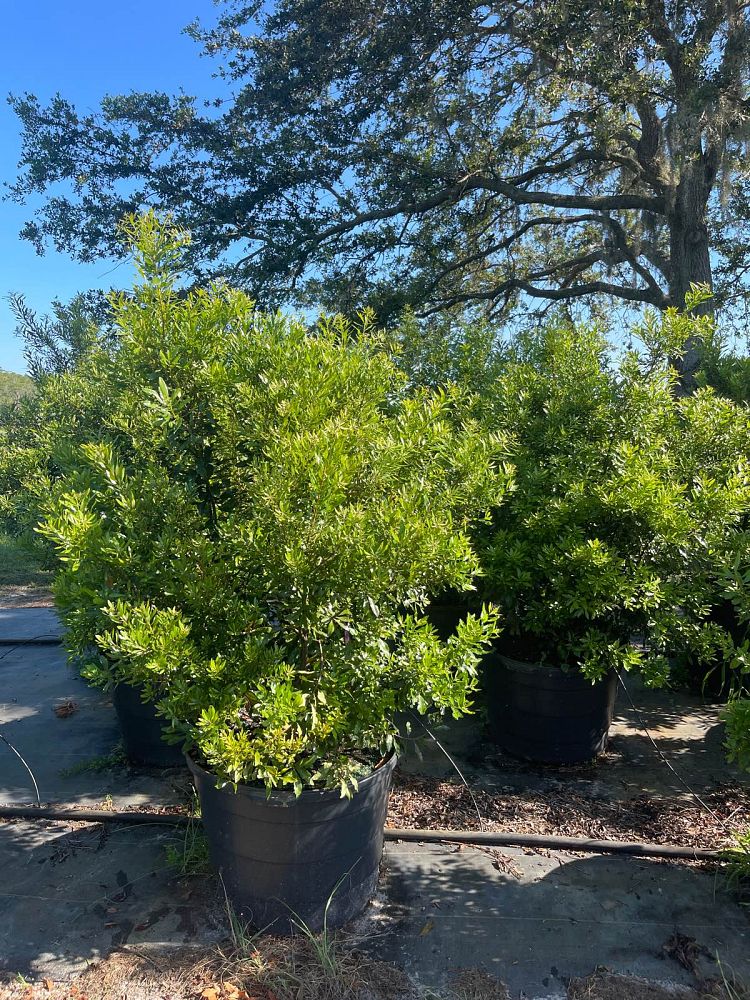 myrica-cerifera-southern-wax-myrtle-southern-bayberry-morella-cerifera