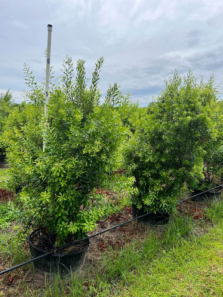 myrica-cerifera-southern-wax-myrtle-southern-bayberry-morella-cerifera