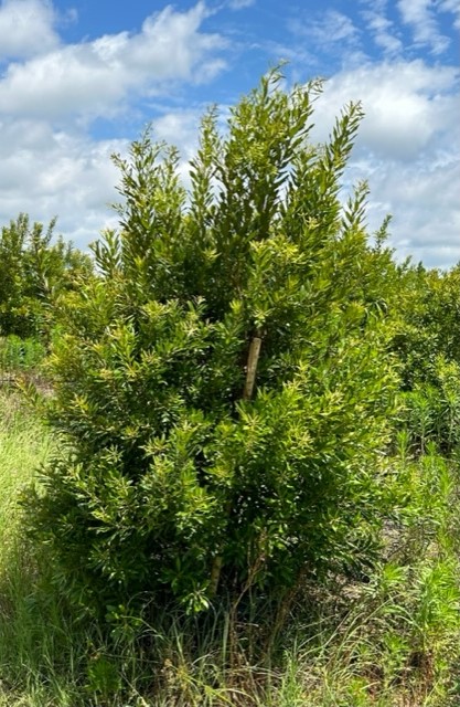 myrica-cerifera-southern-wax-myrtle-southern-bayberry-morella-cerifera