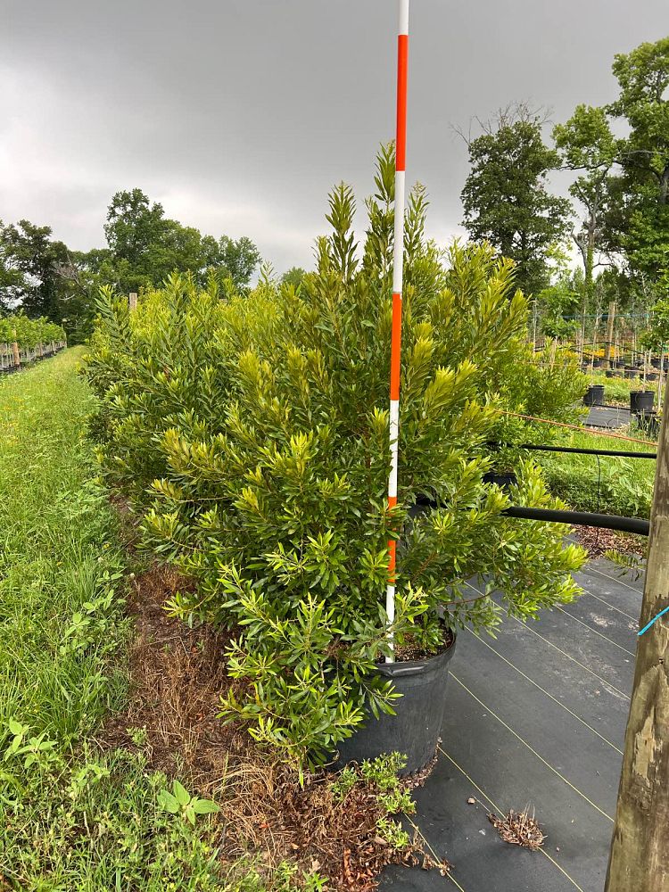 myrica-cerifera-southern-wax-myrtle-southern-bayberry-morella-cerifera