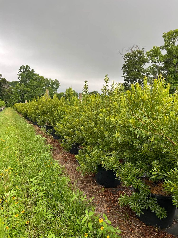 myrica-cerifera-southern-wax-myrtle-southern-bayberry-morella-cerifera
