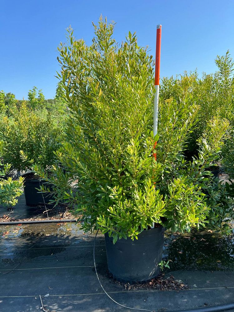 myrica-cerifera-southern-wax-myrtle-southern-bayberry-morella-cerifera