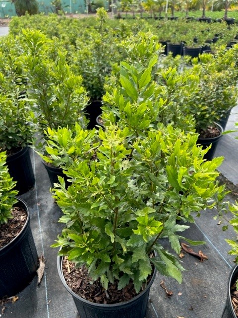 myrica-cerifera-southern-wax-myrtle-southern-bayberry-morella-cerifera