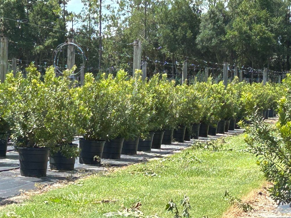 myrica-cerifera-southern-wax-myrtle-southern-bayberry-morella-cerifera