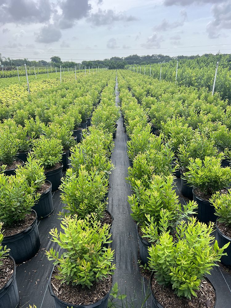 myrica-cerifera-southern-wax-myrtle-southern-bayberry-morella-cerifera