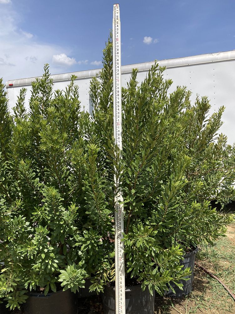 myrica-cerifera-southern-wax-myrtle-southern-bayberry-morella-cerifera