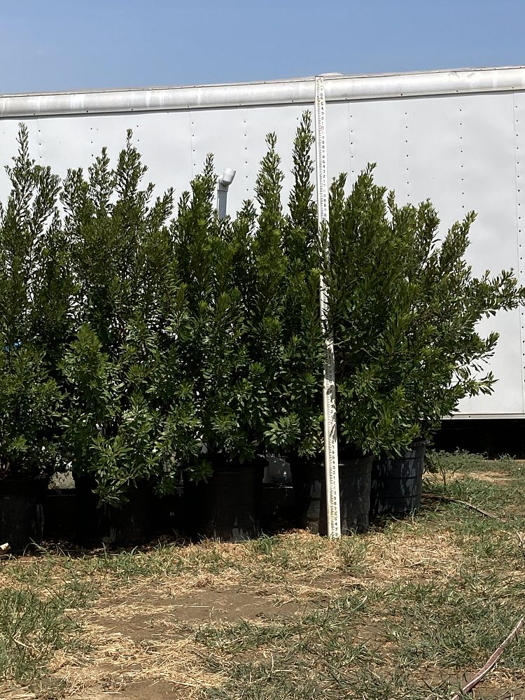 myrica-cerifera-southern-wax-myrtle-southern-bayberry-morella-cerifera