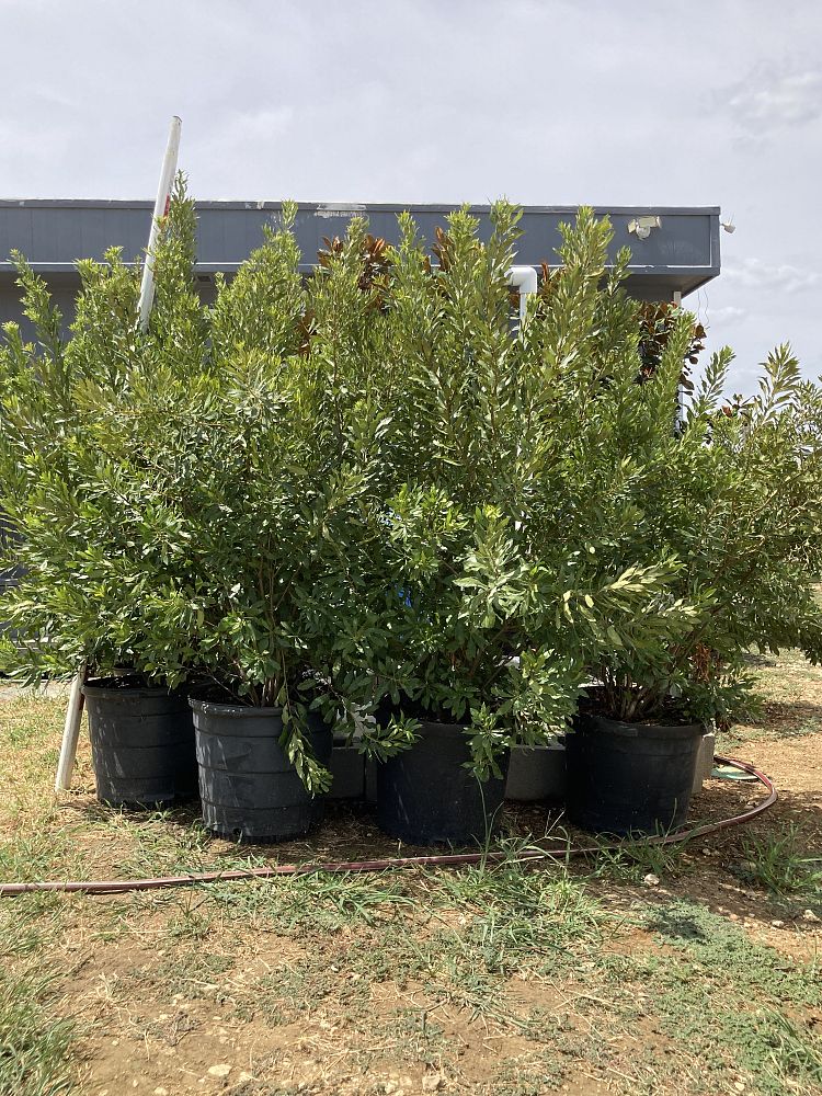 myrica-cerifera-southern-wax-myrtle-southern-bayberry-morella-cerifera
