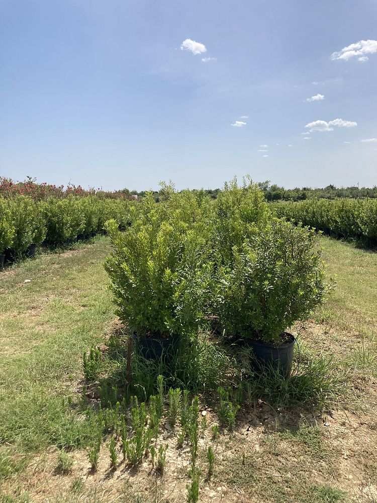 myrica-cerifera-southern-wax-myrtle-southern-bayberry-morella-cerifera
