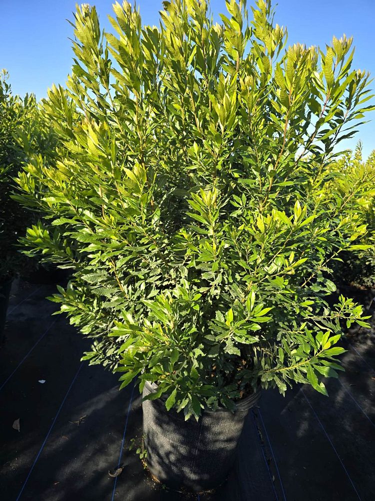 myrica-cerifera-southern-wax-myrtle-southern-bayberry-morella-cerifera