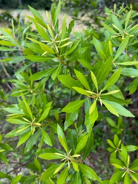 myrica-cerifera-southern-wax-myrtle-southern-bayberry-morella-cerifera